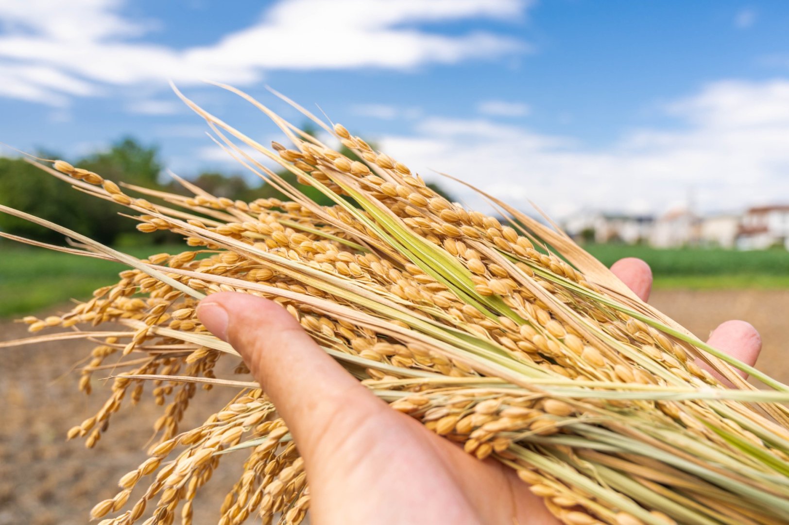 ミネラルが豊富